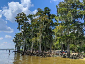 A stand of cypress trees grow along a lake beach