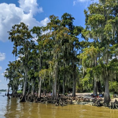 A stand of cypress trees grow along a lake beach