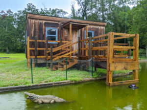 A wooden shack sits alongside a man-made pond with an alligator statue in it